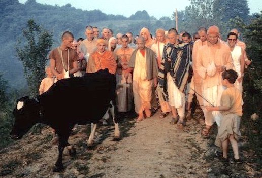 srila prabhupada and cow